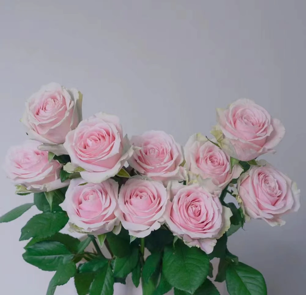 【沈阳付军鲜花】 粉红雪山单头玫瑰 新鲜下单快递送货