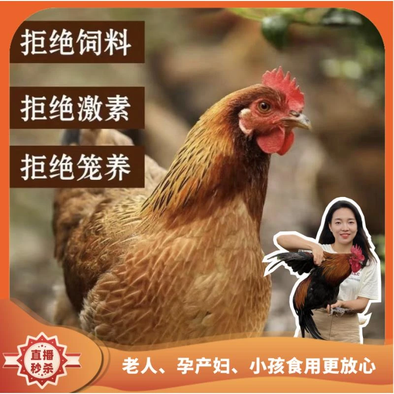 【现宰顺丰发货】散养黑脚老母鸡2只净重5-6斤左右有运费险