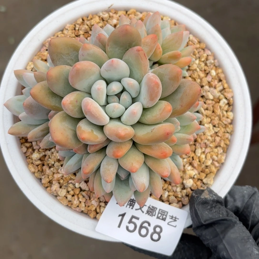 小****香1568香水多肉植物
