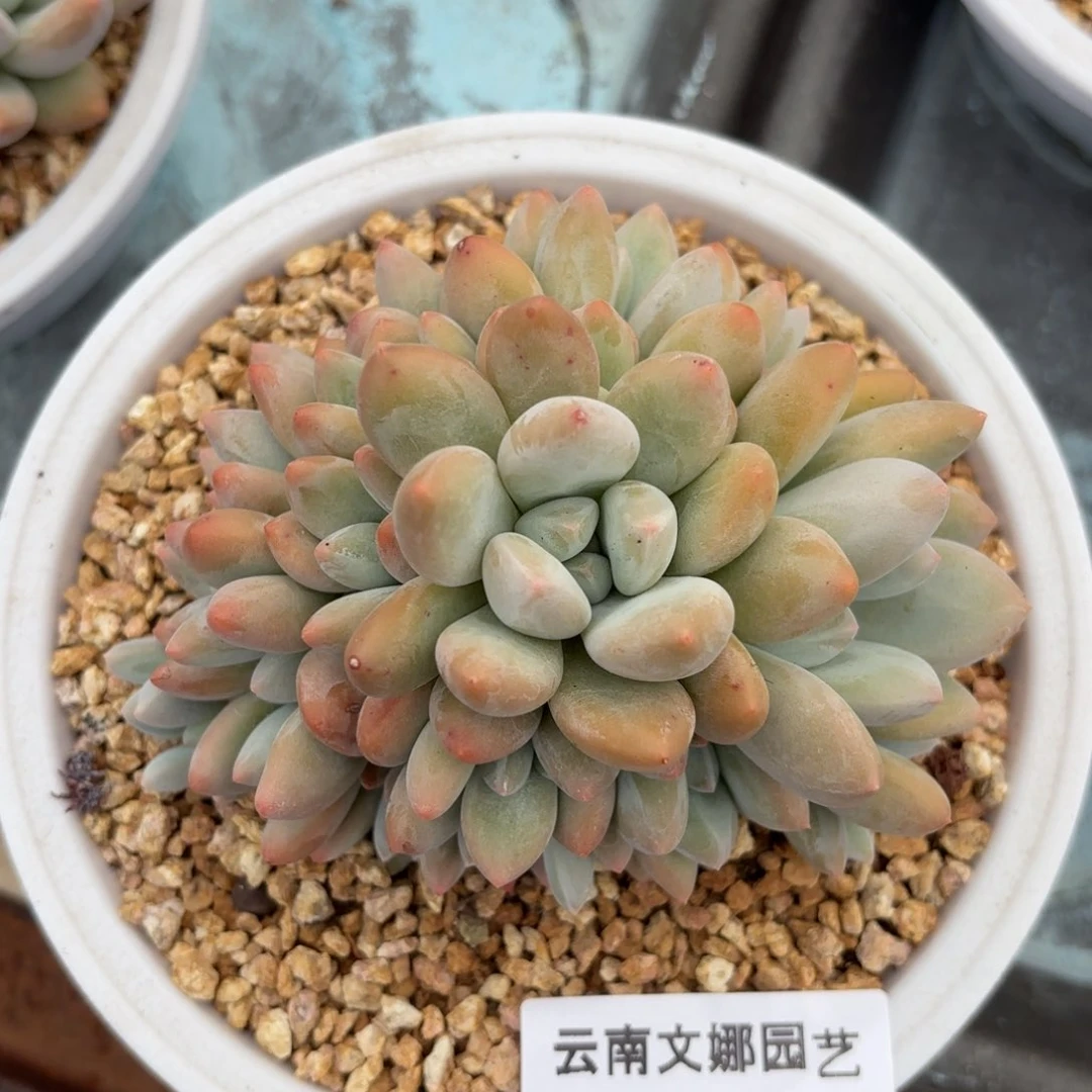 小****香1473香水多肉植物