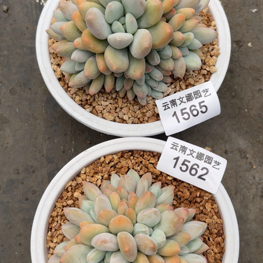 ?**?1562 1565香水多肉葡萄植物