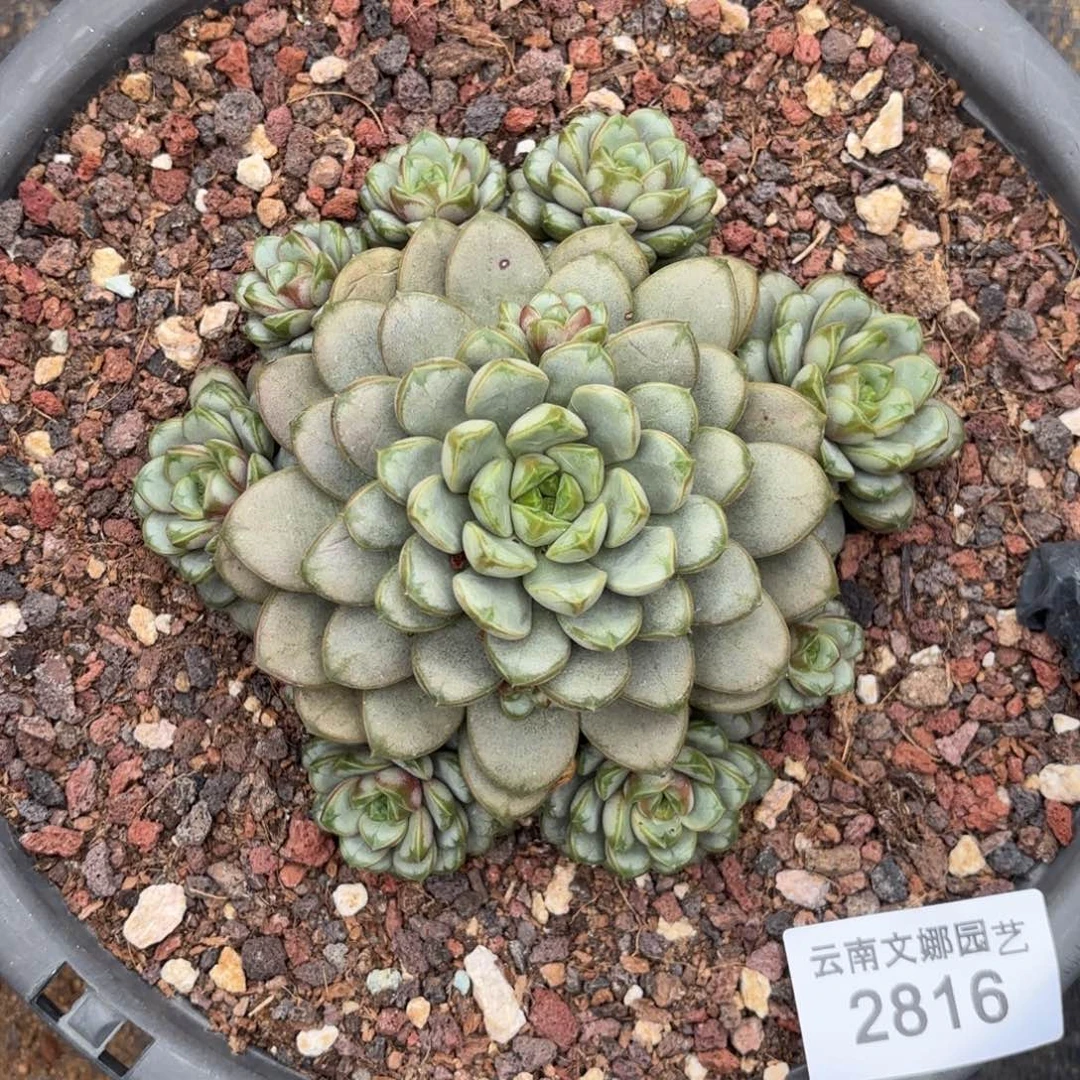 ?***?2816葡萄多肉