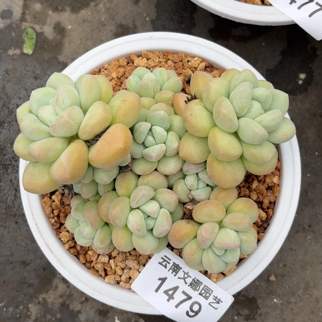 豆*1479泡泡糖多肉植物