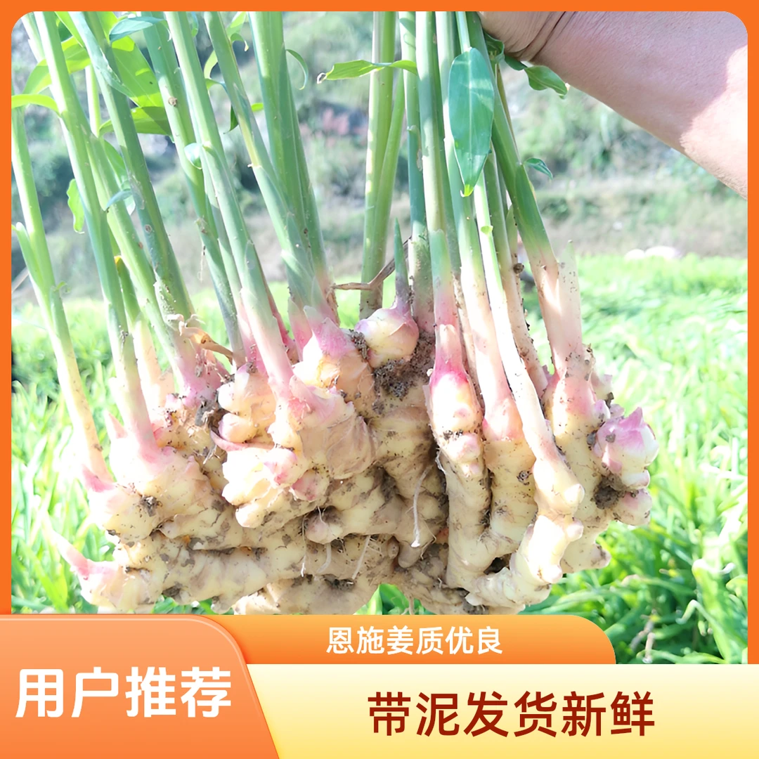 24年恩施窖藏小黄姜凤头姜皮薄无丝原生态食用带泥发货深山配料