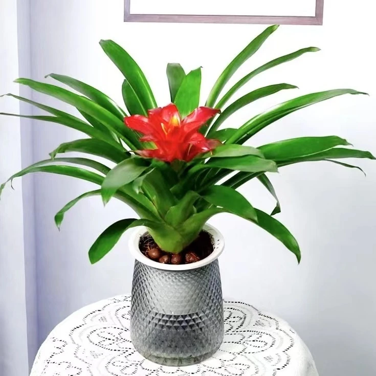 鸿运当头盆栽室内水培花卉小红星水养绿植四季好养净化空气易活