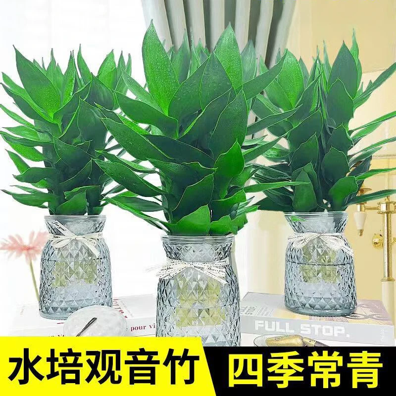 观音竹水培绿植物富贵竹子盆栽室内花卉盆景水养四季常青好养绿植