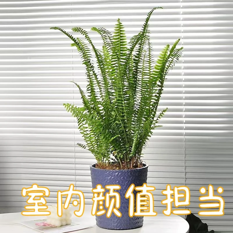 【肾蕨】波士顿撅大盆四季常青室内盆栽绿植