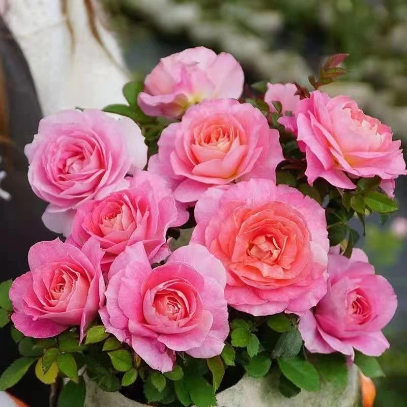 【海神王】粉色大花四季开花抗病性强阳台庭院花卉绿植盆栽月季