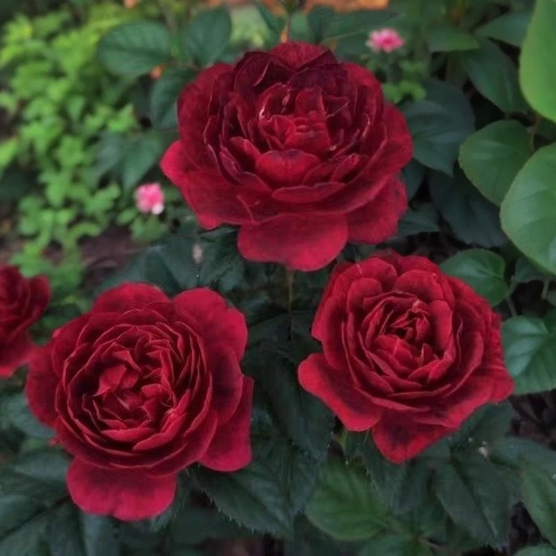 【樱桃果汁1.5加仑盆】阳台庭院好养护抗病性强花卉绿植月季盆栽