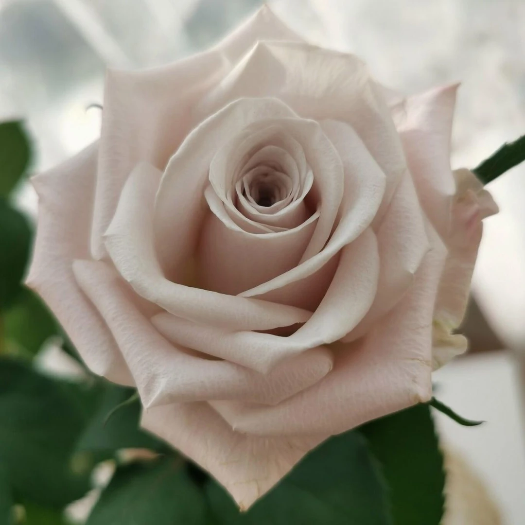 【曼塔】珍珠项链月季切花高杯抗寒重瓣灌木玫瑰