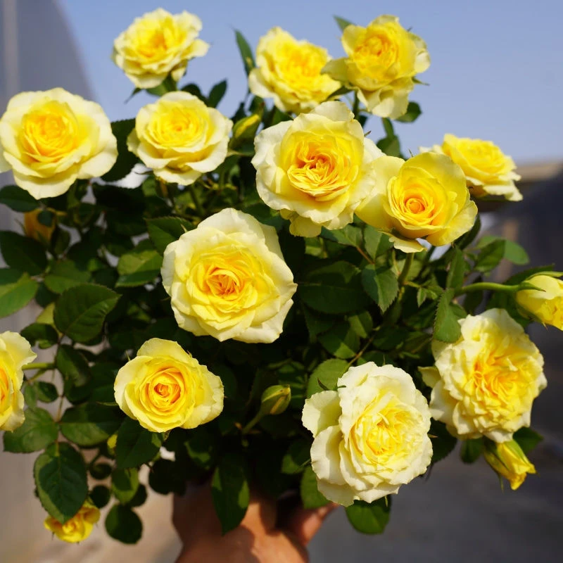 【黄金.巴比伦】黄色四季开花丰花抗病性强好养护阳台庭院盆栽月季