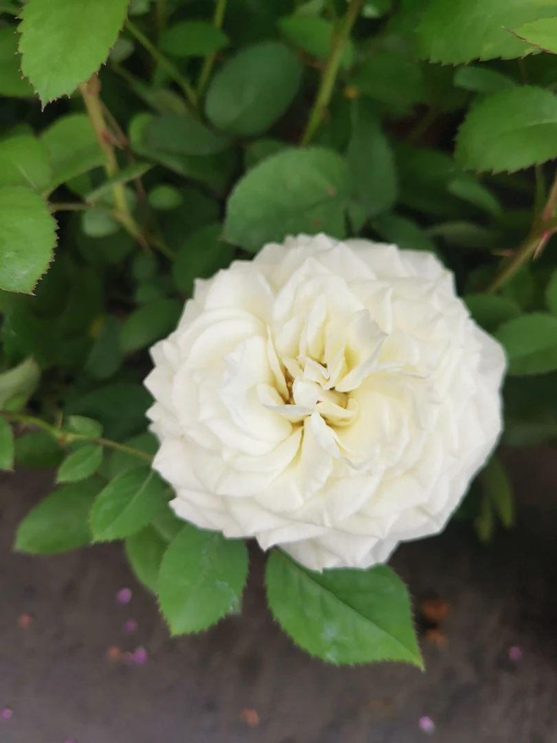 【白巧克力】阳台庭院花园楼顶好养护抗病性强花卉绿植月季盆栽