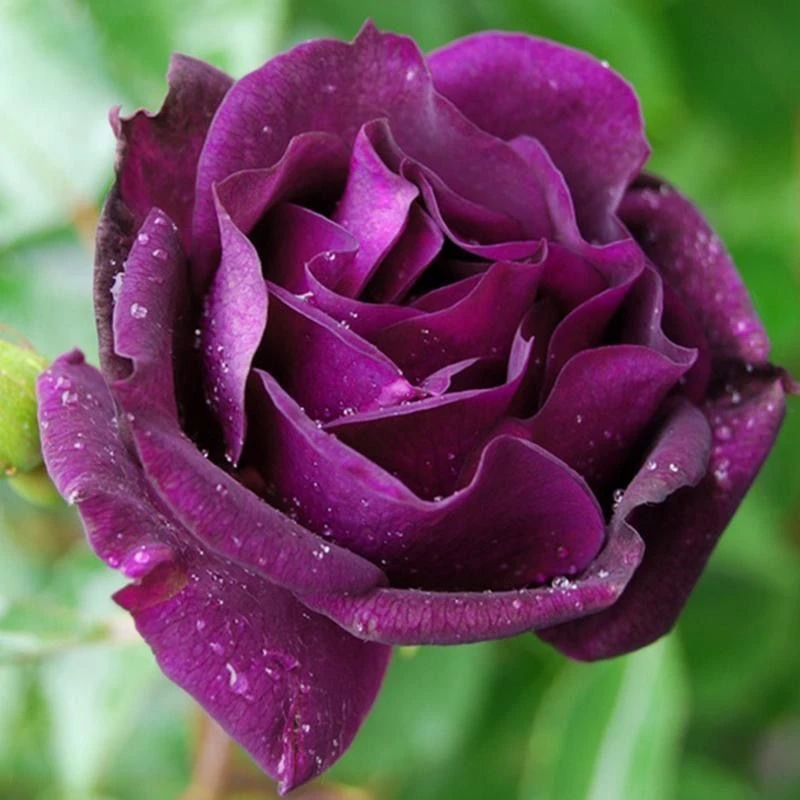 【午夜深蓝】阳台庭院花园楼顶好养护抗病性强花卉绿植月季盆栽地栽