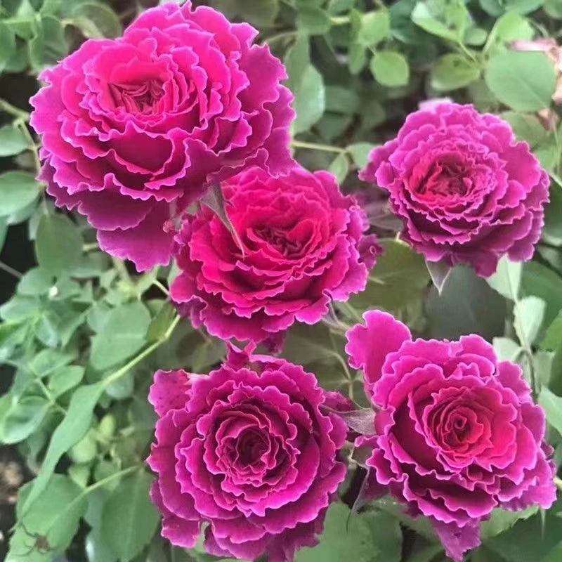 【草药】浓香阳台庭院花园种植养护花卉绿植月季盆栽