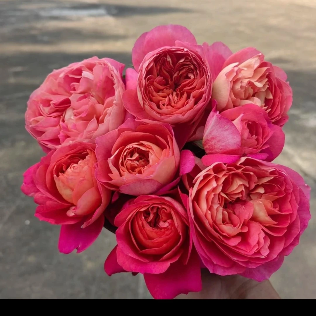 【果汁美人】阳台庭院花园楼顶好养护抗病性强花卉绿植月季盆栽地栽