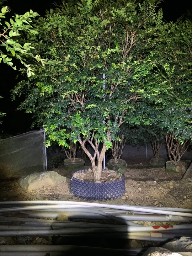 沙巴 嘉宝苗木一物一拍