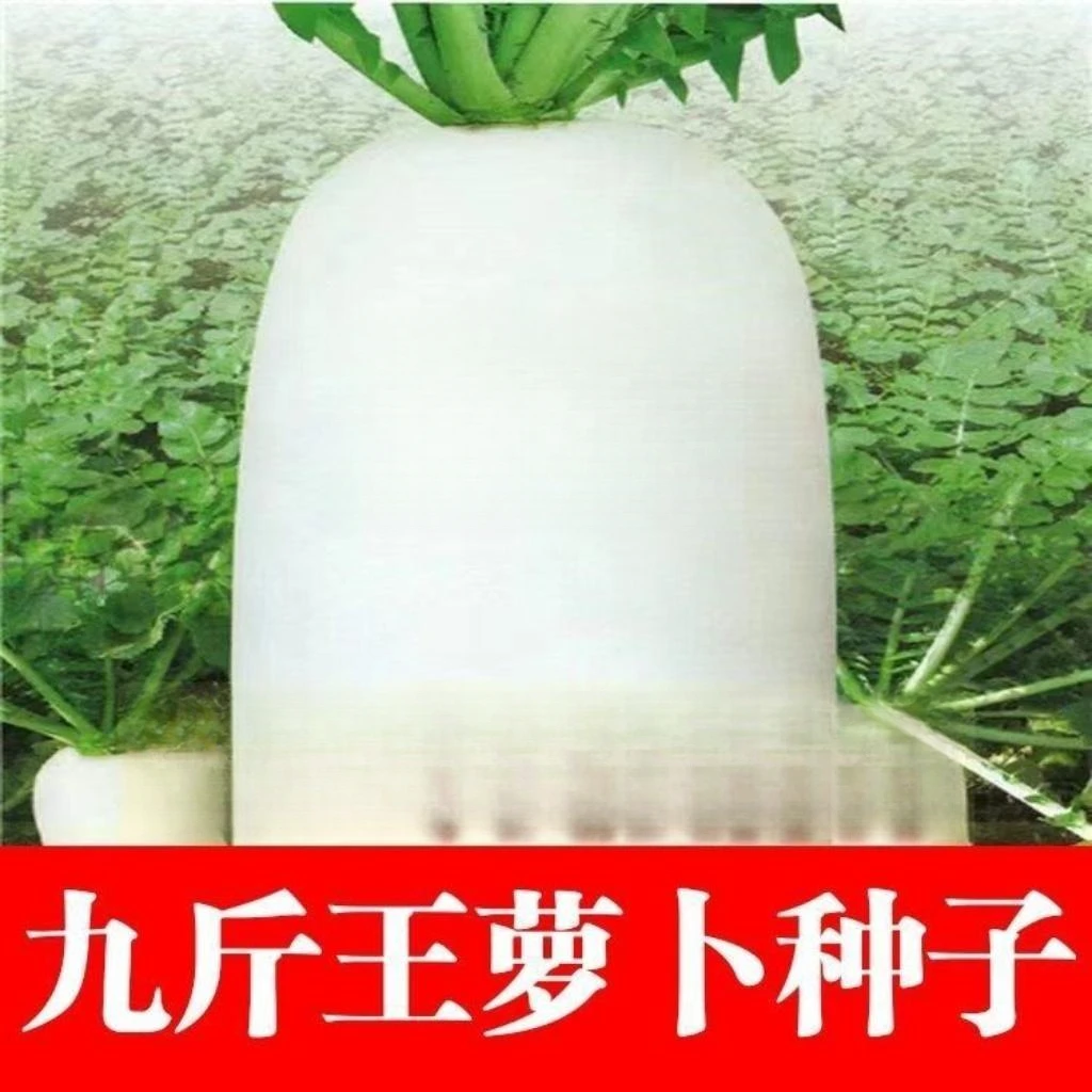 大九斤王白萝卜种子不空心春不老耐高温耐寒夏园艺种子