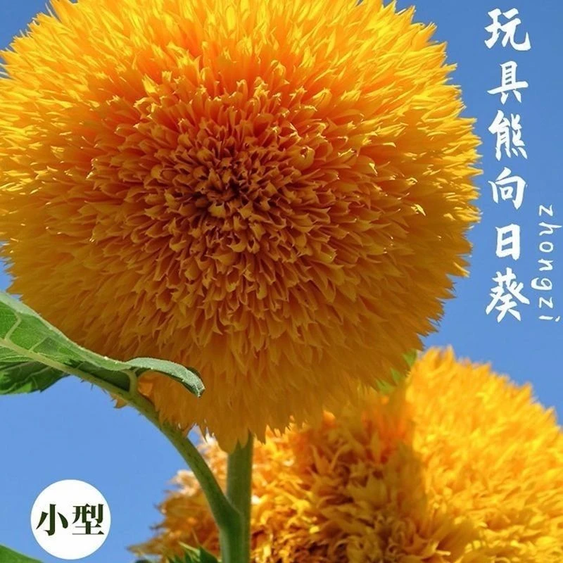 重瓣矮脚向日葵种子观赏小型玩具熊向日葵耐园艺种子