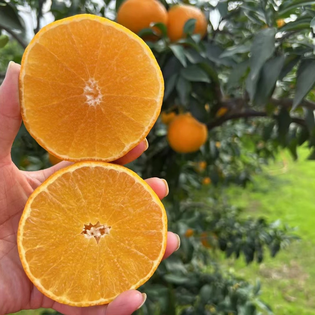 四川爱媛38号果冻橙橙子新鲜农产品水果皮薄爆汁10斤大果现摘包邮