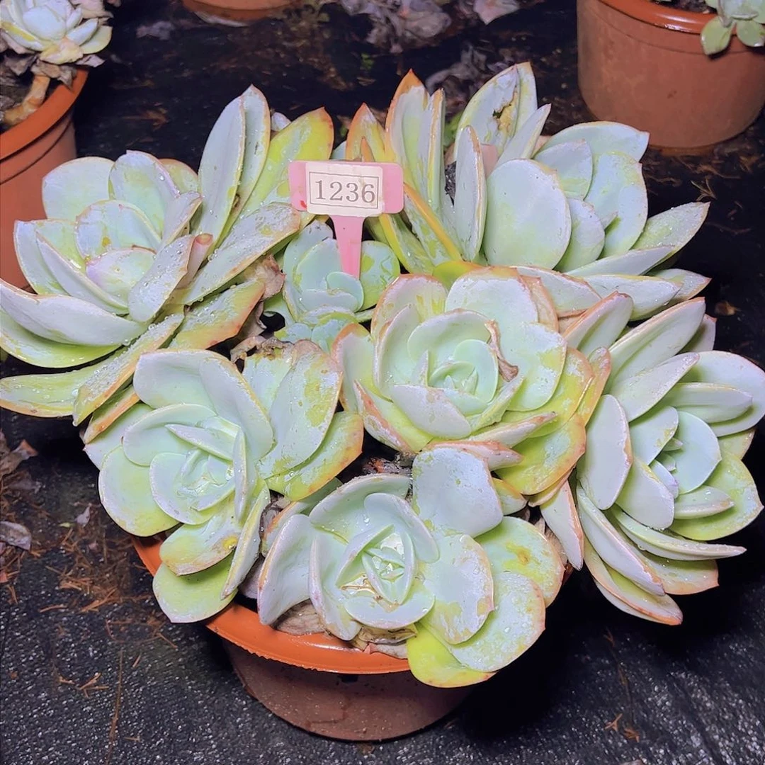 畅**彤白凤1236多肉植物