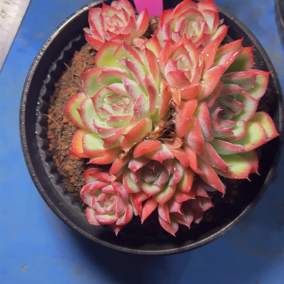 河**姐侧影1156一物一拍