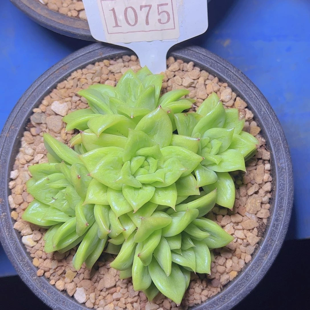 郭*1075蔷薇凸起一物一拍