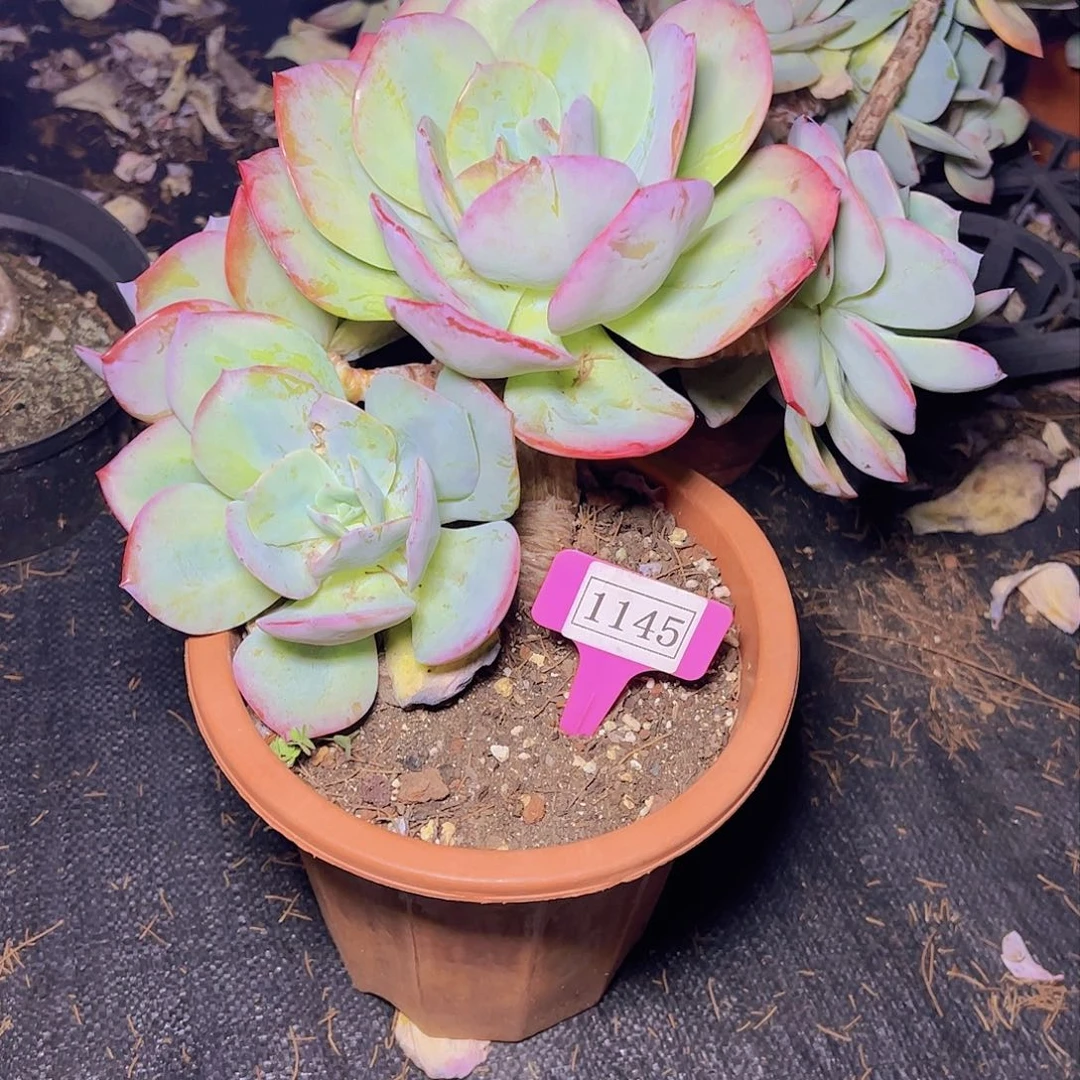 天**翼白凤1145多肉植物