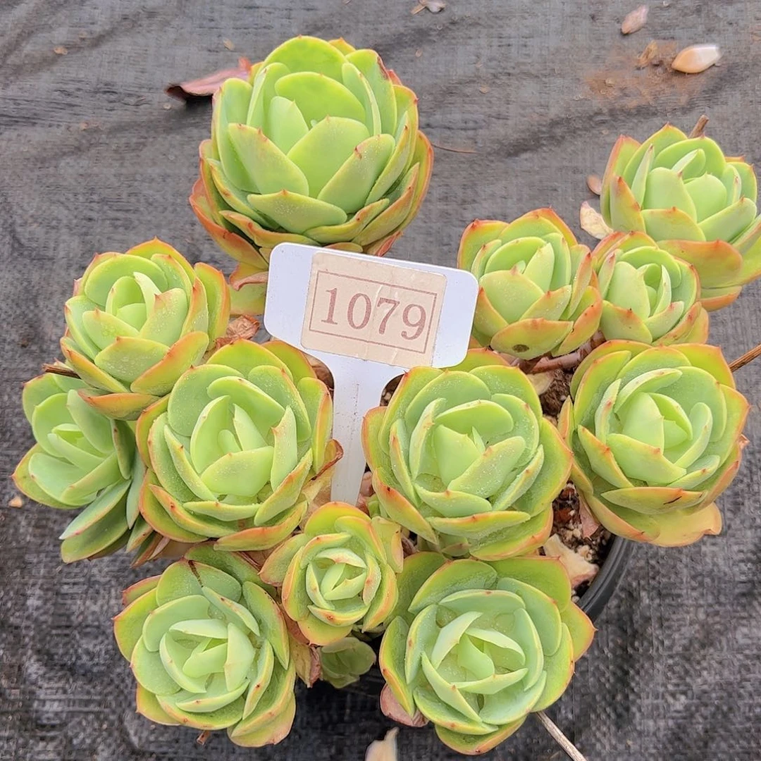 小****?碧桃1079一物一拍