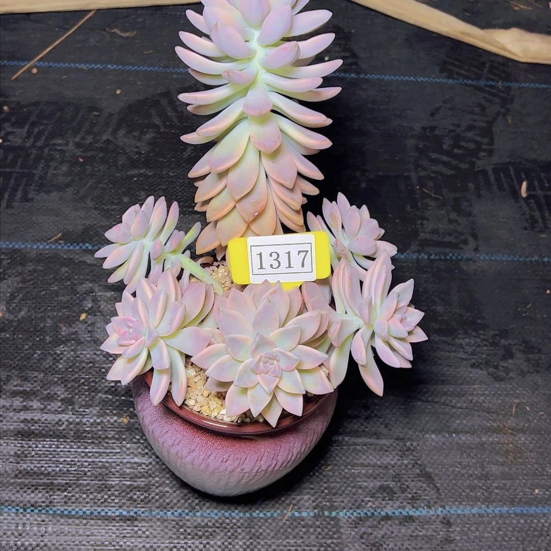 刘*伟淡雪锦1317多肉植物