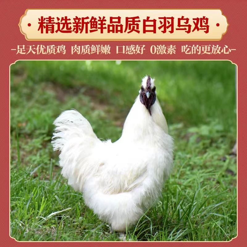 散养泰和乌骨白乌鸡