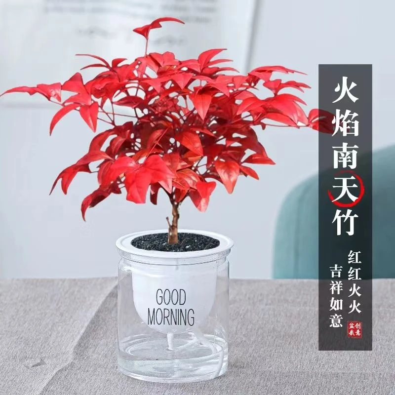 火焰南天竹职务书房阳台客厅绿植桌面盆栽好养活禅意创意摆件