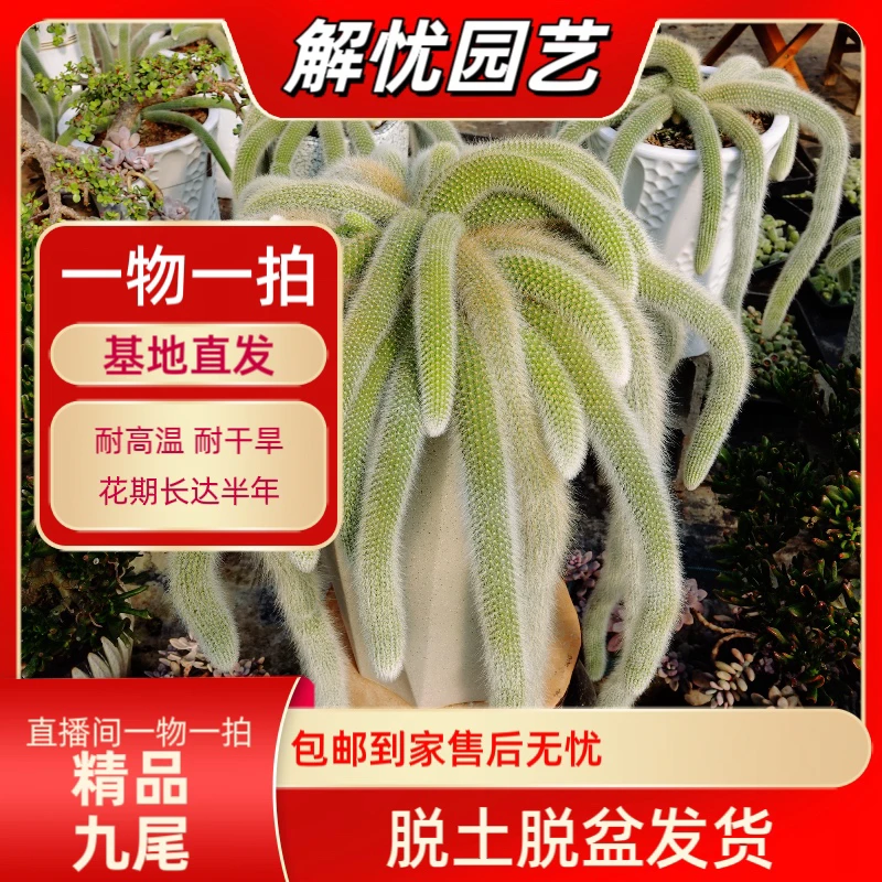 《解忧园艺》九尾狐多肉一物一拍现场改价 耐干旱美观绿植艺术品