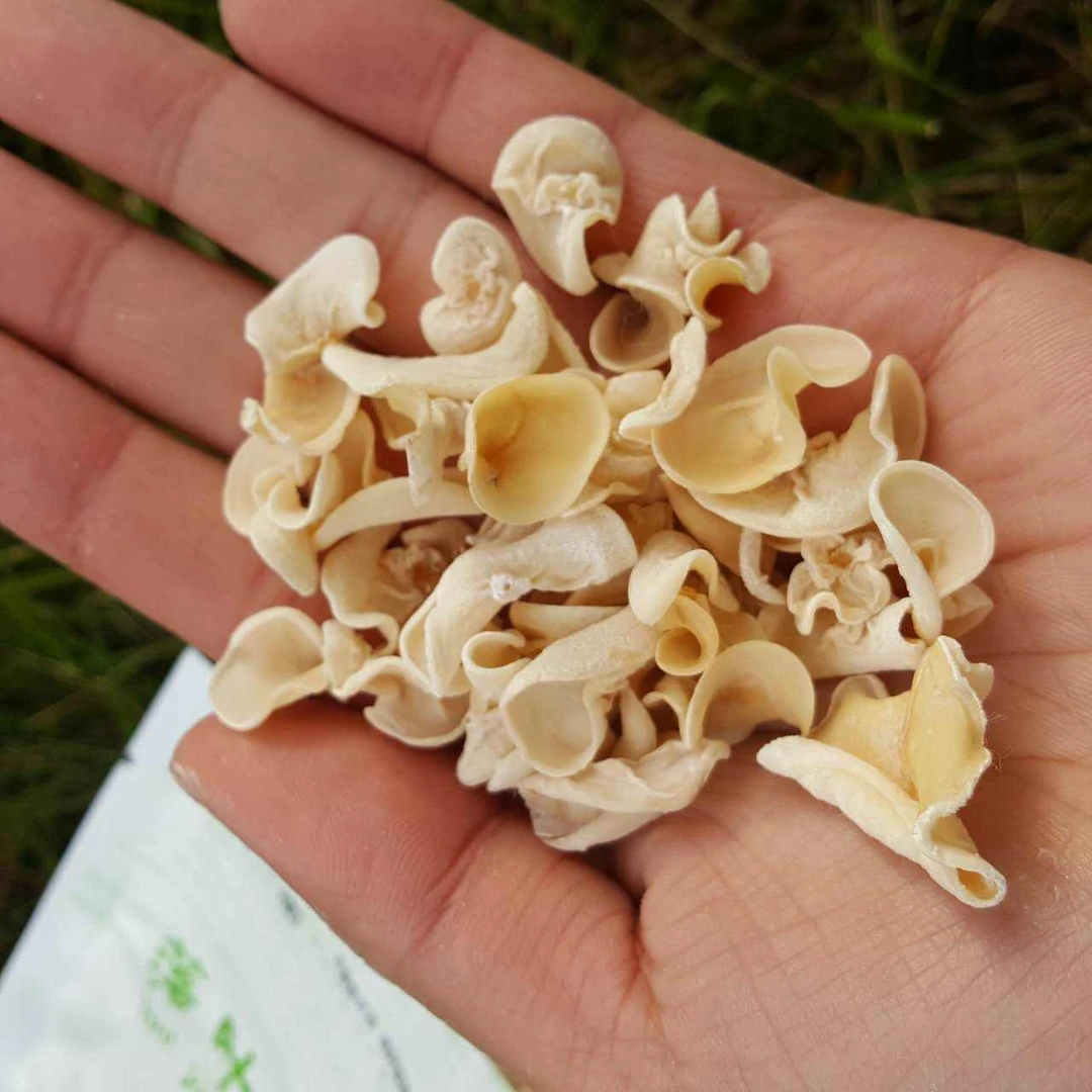 东北白玉木耳125g*2袋装