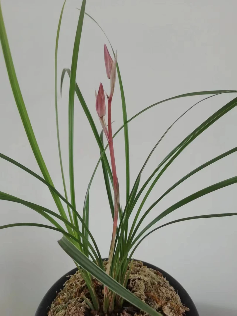 云南莲瓣兰一物一拍