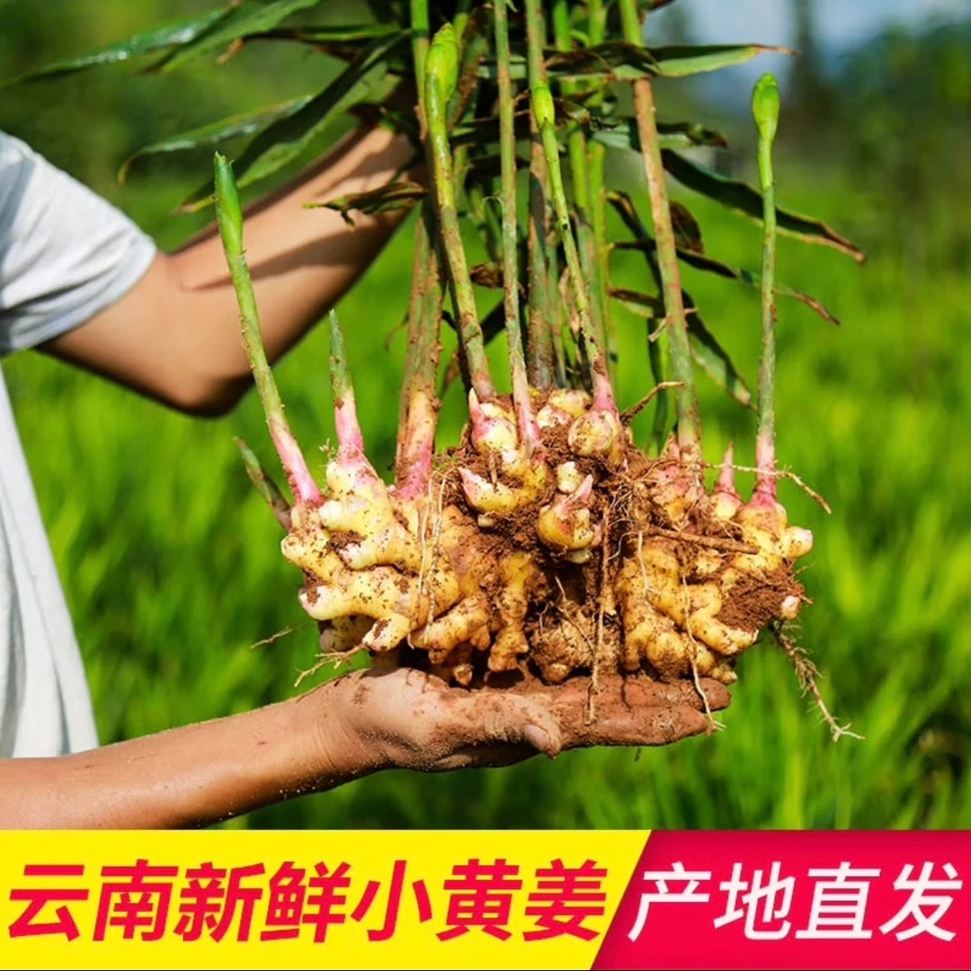 专属3云南高山小黄姜不熏硫不泡药水自然生长姜味浓郁姜汁充足