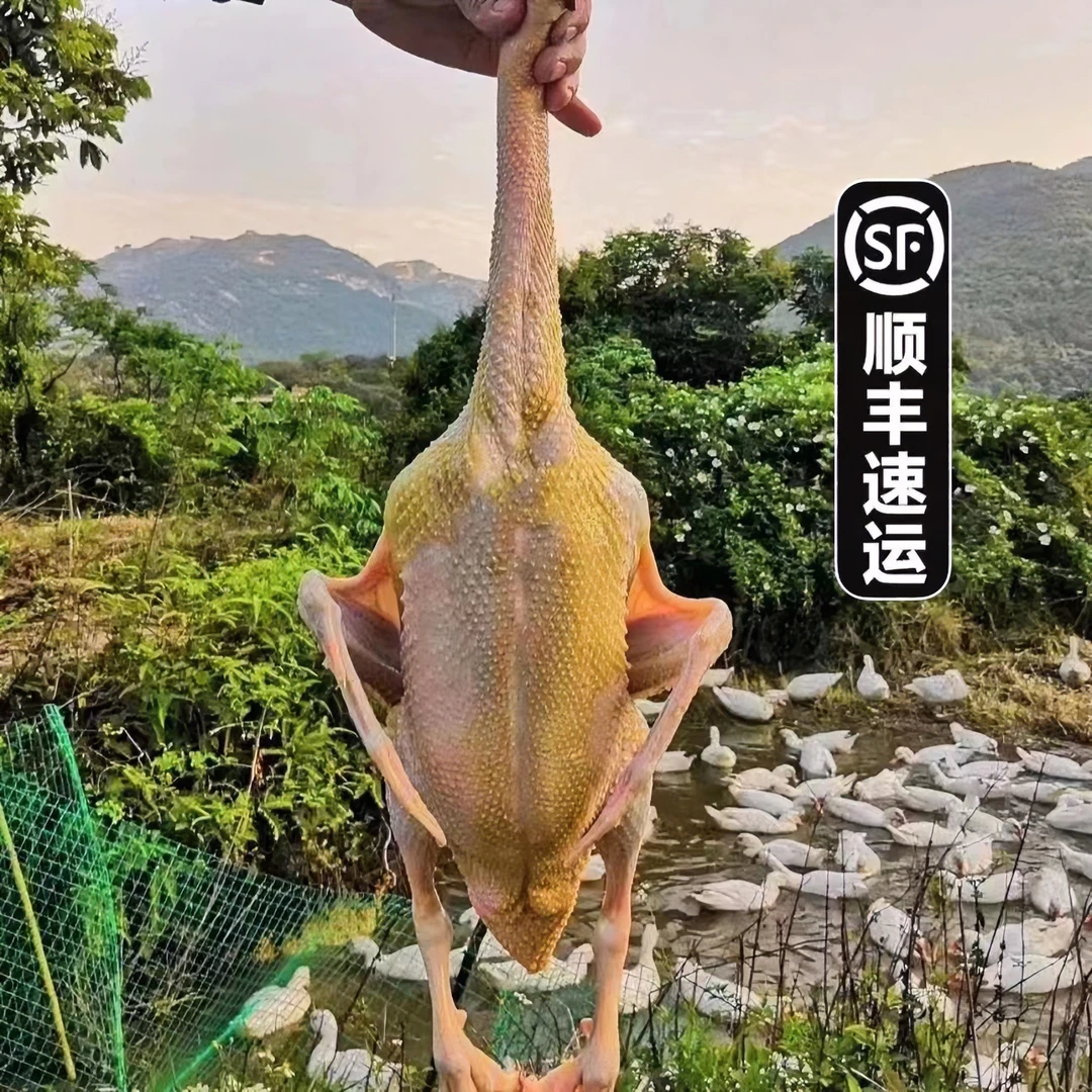 【泉州水库母鸭】十个月稻谷散养母鸭正番红脸土鸭子新鲜现杀4斤多