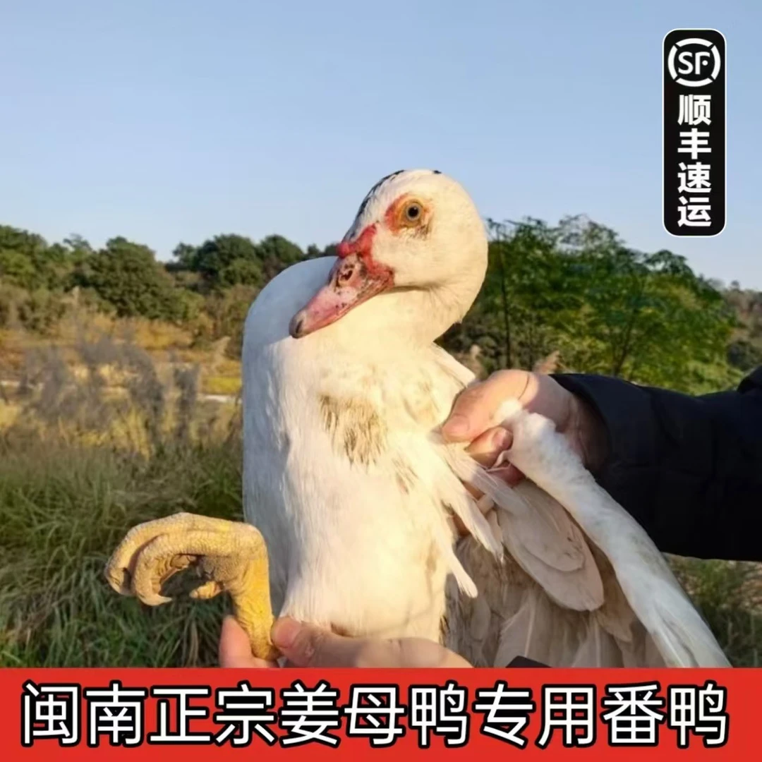 【泉州姜母鸭】闽南正宗半年番鸭批发农家土鸭盐水鸭子肉新鲜现杀