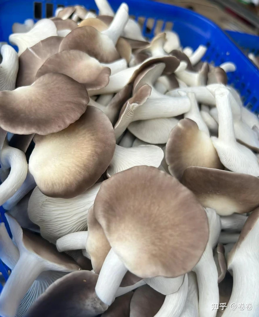 鲜美秀珍菇（250g）