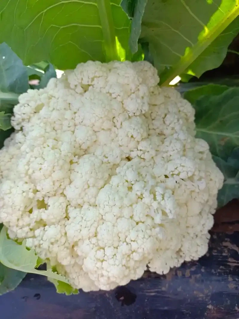 散白花菜（500g）脆嫩