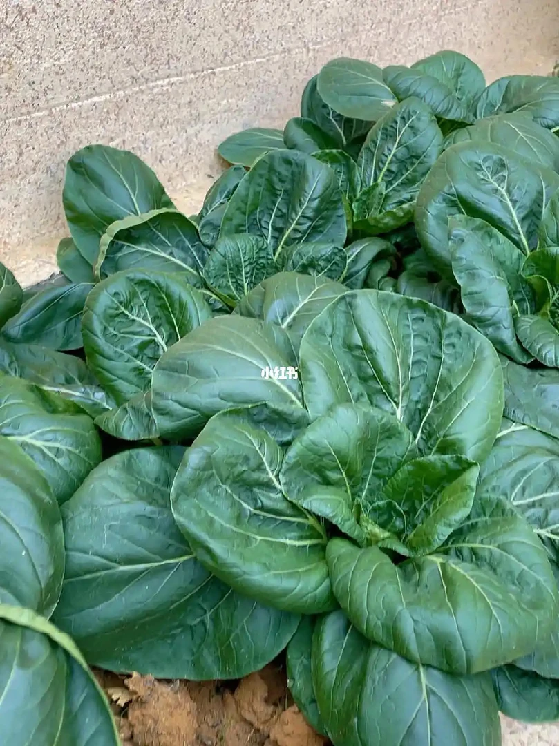 本地大青菜露天（1000g）