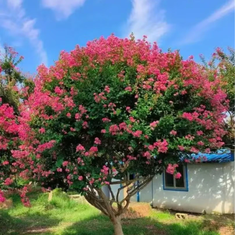 紫薇川红紫薇老桩异型直杆
