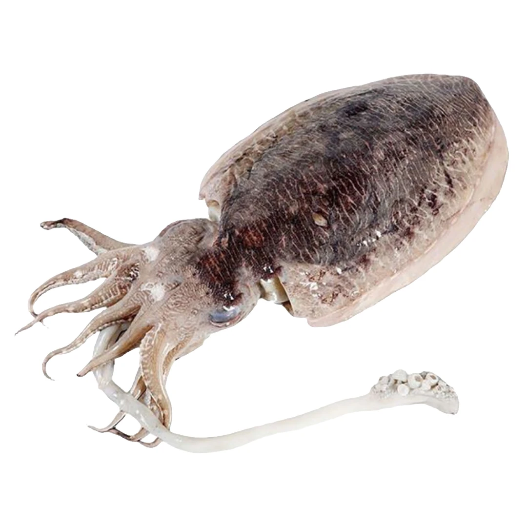 舟山海捕大墨鱼一斤左右一只到手5只干净鲜嫩