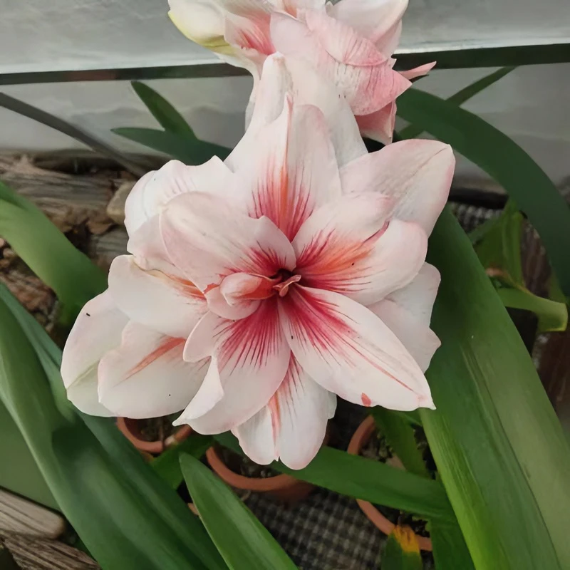 【景泰园艺】现货澳洲重瓣朱顶红开花球 兰妮
