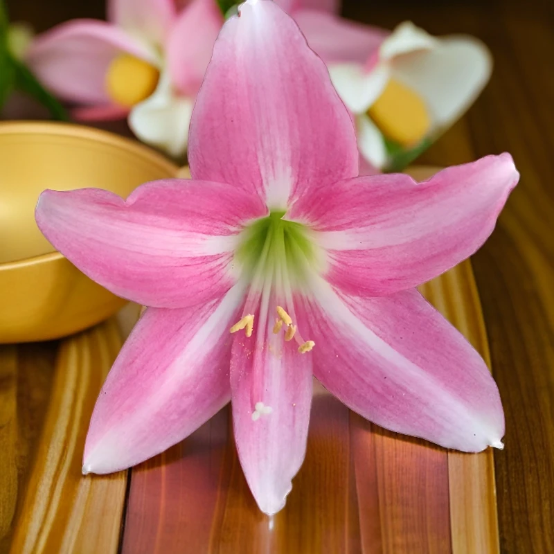 现货日本朱顶红美因克玫瑰开花球剪箭发货优良杂交母嫩粉色小型花