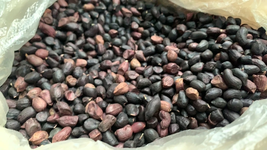 小焮收山货 黑花生米