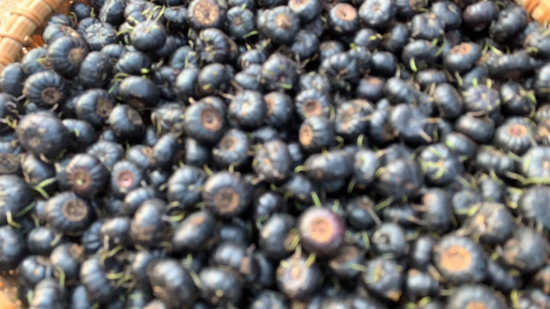 云南小焮山货 [红果参] （顺丰）