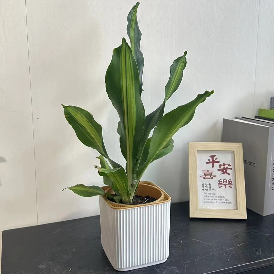 巴西铁盆栽客厅绿植室内观叶植物 净化空气吸甲醛防辐射 四季常青