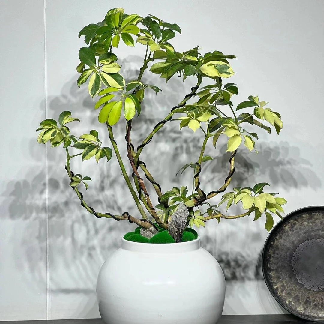 飘枝澳洲白锦花叶鸭脚木植物办公室内观叶好养耐阴造型风网红绿植