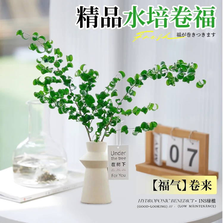 卷福水培植物卷叶榕净化空气桌面水养绿植室内招财盆栽四季好养活