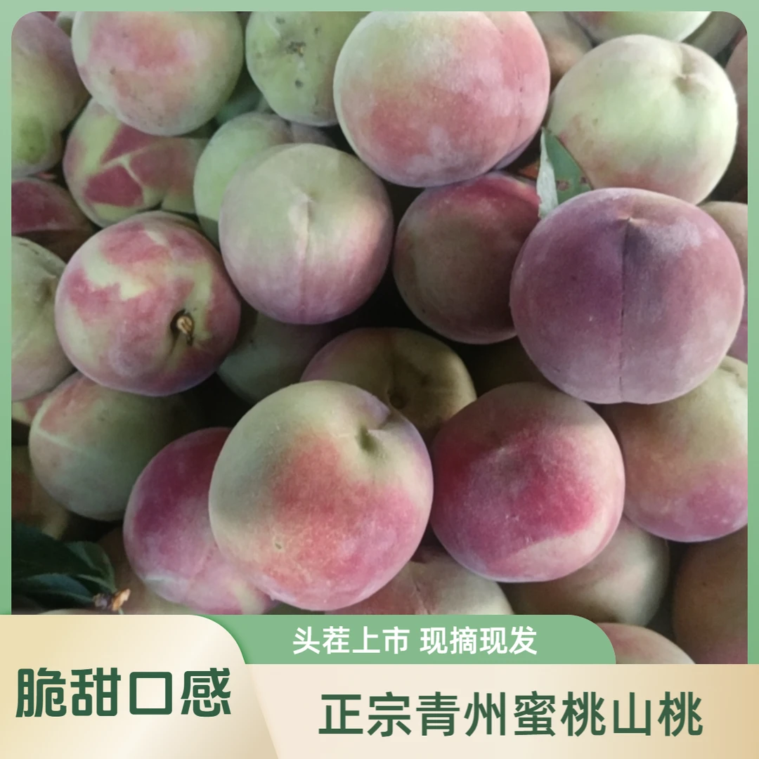 正宗青州蜜桃山桃脆甜现摘现发，头茬上市